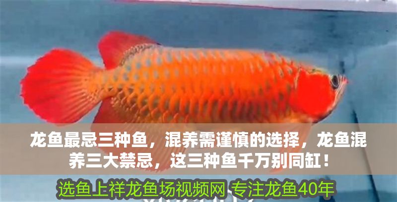 龍魚最忌三種魚，混養需謹慎的選擇，龍魚混養三大禁忌，這三種魚千萬別同缸！