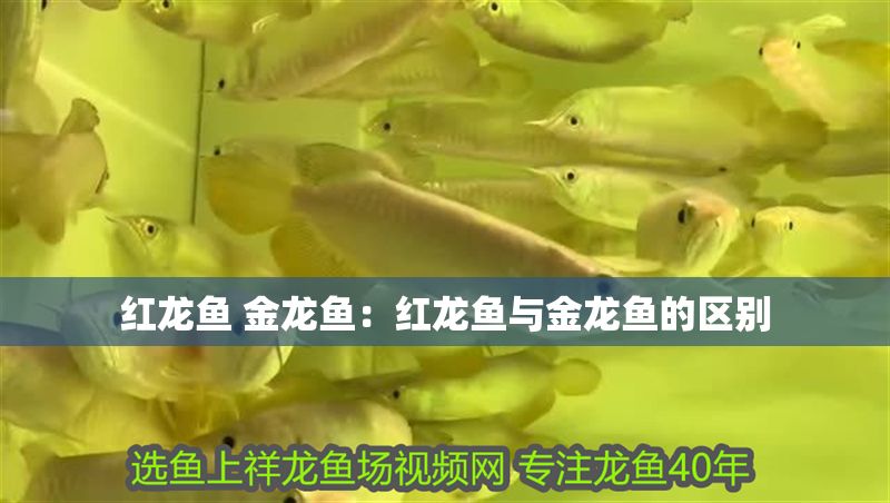 紅龍魚 金龍魚：紅龍魚與金龍魚的區(qū)別