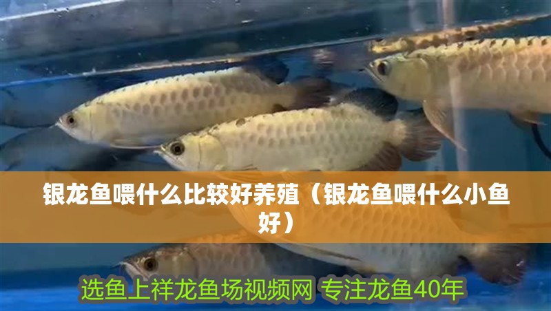 銀龍魚喂什么比較好養(yǎng)殖（銀龍魚喂什么小魚好）