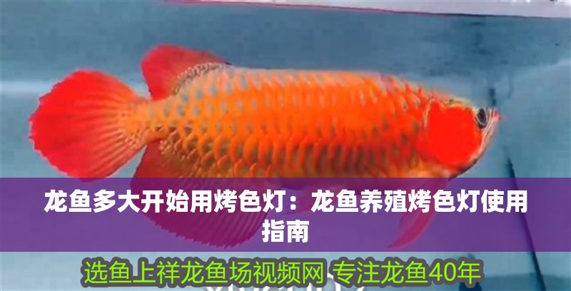 龍魚多大開始用烤色燈：龍魚養殖烤色燈使用指南