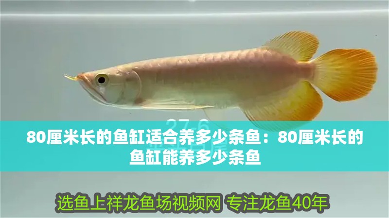80厘米長的魚缸適合養多少條魚：80厘米長的魚缸能養多少條魚