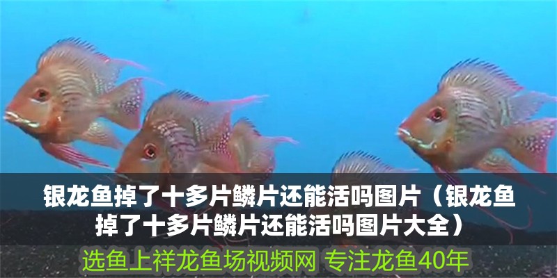 銀龍魚掉了十多片鱗片還能活嗎圖片（銀龍魚掉了十多片鱗片還能活嗎圖片大全）