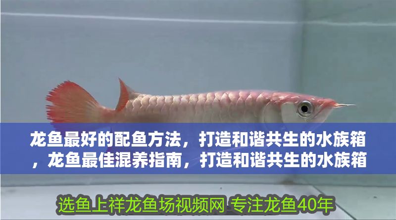 龍魚最好的配魚方法，打造和諧共生的水族箱，龍魚最佳混養指南，打造和諧共生的水族箱