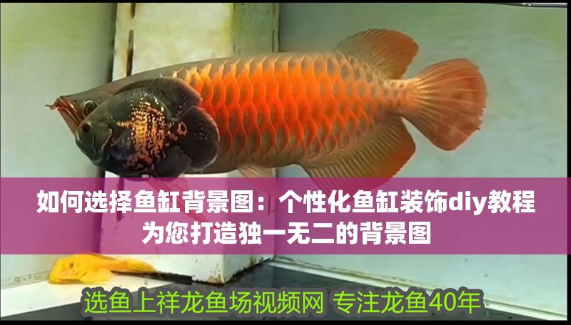 如何選擇魚缸背景圖：個性化魚缸裝飾diy教程為您打造獨一無二的背景圖