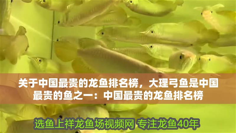 關于中國最貴的龍魚排名榜，大理弓魚是中國最貴的魚之一：中國最貴的龍魚排名榜