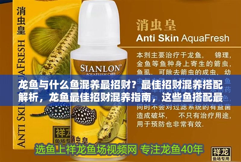 龍魚與什么魚混養最招財？最佳招財混養搭配解析，龍魚最佳招財混養指南，這些魚搭配最旺財運！