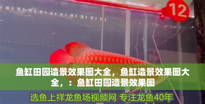 魚缸田園造景效果圖大全，魚缸造景效果圖大全，：魚缸田園造景效果圖