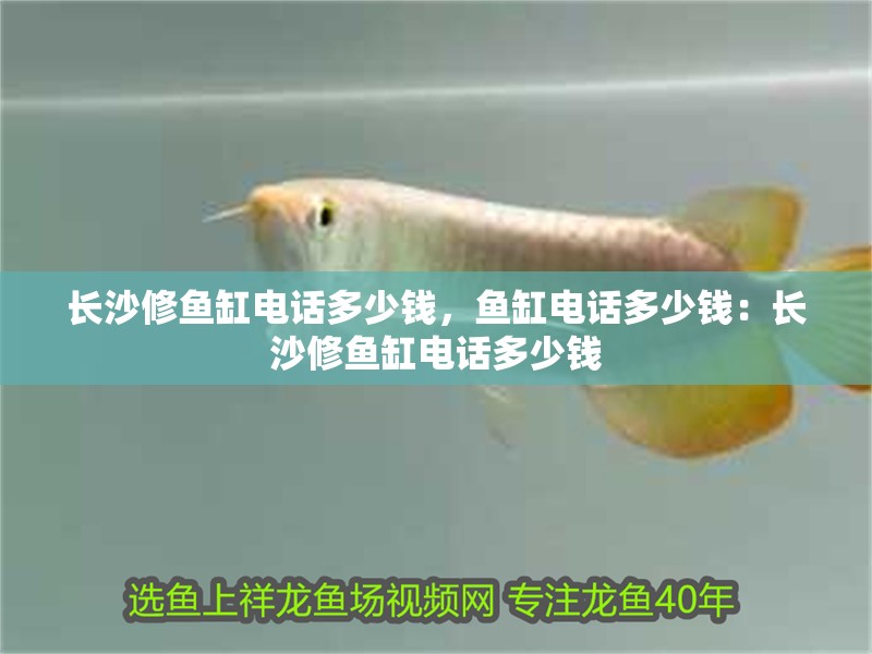 長沙修魚缸電話多少錢，魚缸電話多少錢：長沙修魚缸電話多少錢