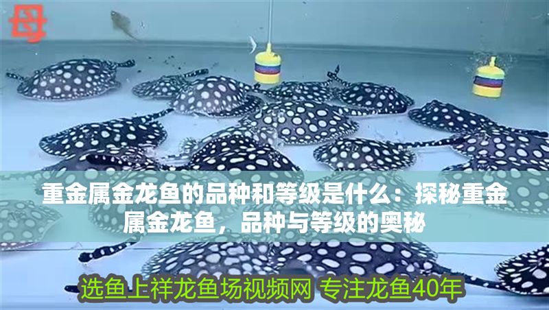 重金屬金龍魚的品種和等級(jí)是什么：探秘重金屬金龍魚，品種與等級(jí)的奧秘