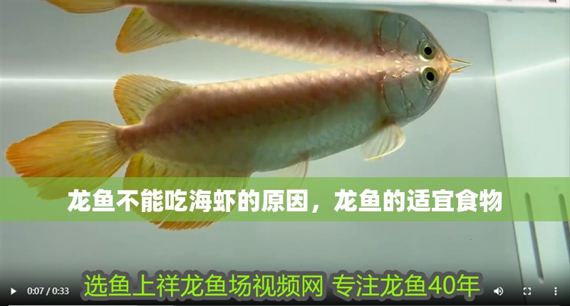 龍魚不能吃海蝦的原因，龍魚的適宜食物