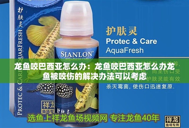 龍魚咬巴西亞怎么辦：龍魚咬巴西亞怎么辦龍魚被咬傷的解決辦法可以考慮