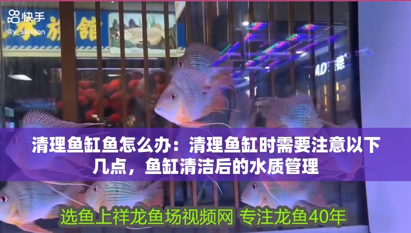 清理魚缸魚怎么辦：清理魚缸時需要注意以下幾點，魚缸清潔后的水質管理