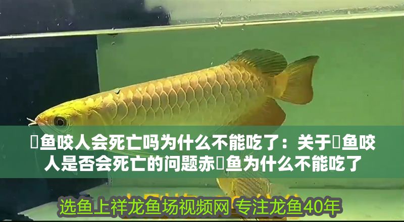 魟魚咬人會死亡嗎為什么不能吃了：關于魟魚咬人是否會死亡的問題赤魟魚為什么不能吃了