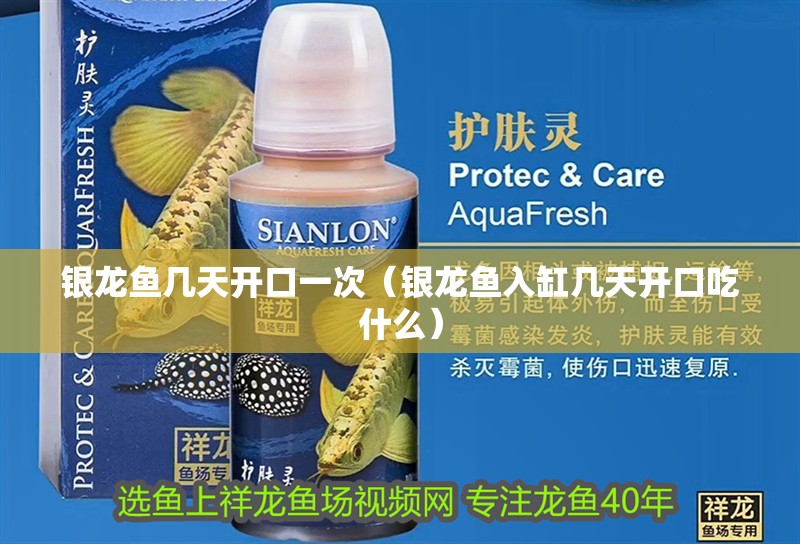 銀龍魚幾天開口一次（銀龍魚入缸幾天開口吃什么）