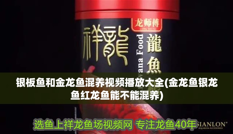 銀板魚和金龍魚混養視頻播放大全(金龍魚銀龍魚紅龍魚能不能混養)