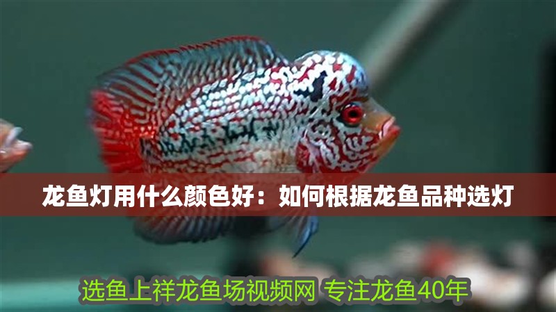 龍魚燈用什么顏色好：如何根據(jù)龍魚品種選燈
