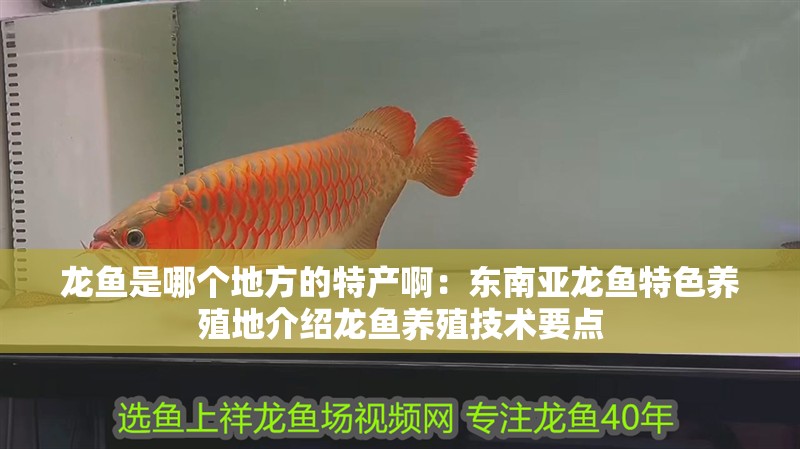 龍魚是哪個地方的特產(chǎn)啊：東南亞龍魚特色養(yǎng)殖地介紹龍魚養(yǎng)殖技術(shù)要點(diǎn)