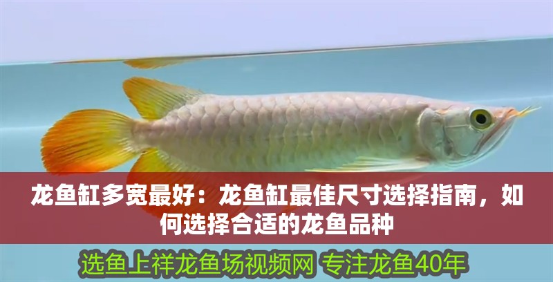 龍魚缸多寬最好：龍魚缸最佳尺寸選擇指南，如何選擇合適的龍魚品種 龍魚缸多寬最好：龍魚缸最佳尺寸選擇指南，如何選擇合適的龍魚品種 龍魚百科