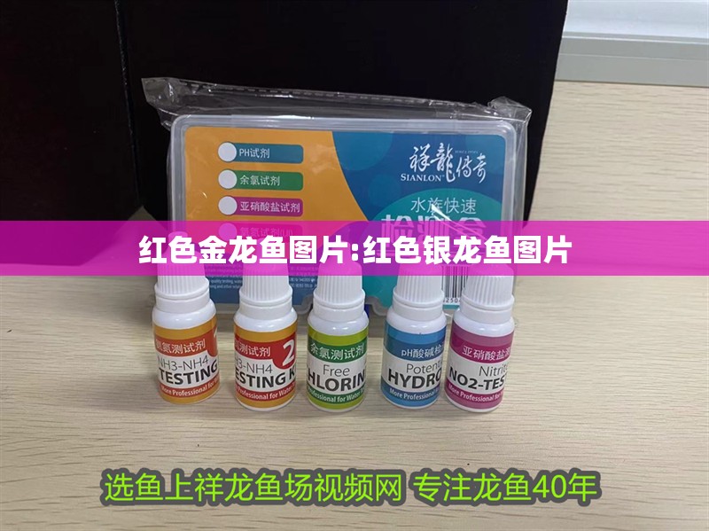紅色金龍魚圖片:紅色銀龍魚圖片