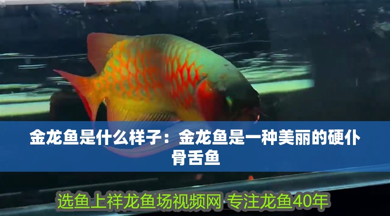 金龍魚是什么樣子：金龍魚是一種美麗的硬仆骨舌魚