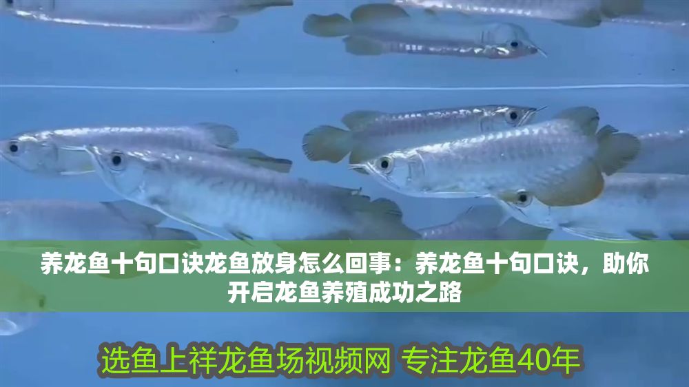 養(yǎng)龍魚十句口訣龍魚放身怎么回事：養(yǎng)龍魚十句口訣，助你開啟龍魚養(yǎng)殖成功之路