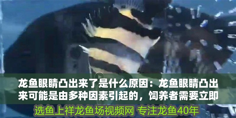 龍魚眼睛凸出來了是什么原因：龍魚眼睛凸出來可能是由多種因素引起的，飼養者需要立即換水