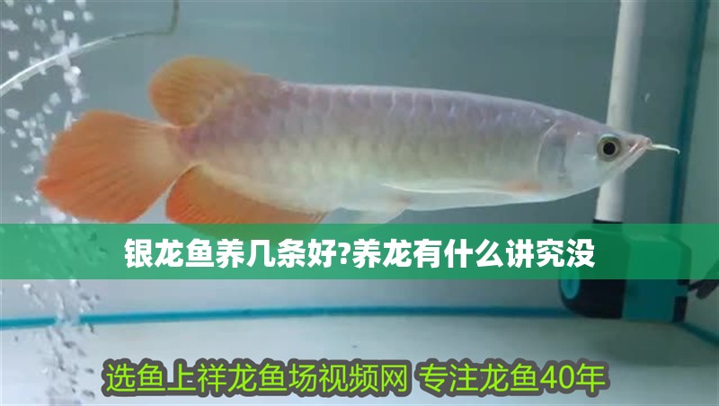 銀龍魚(yú)養(yǎng)幾條好?養(yǎng)龍有什么講究沒(méi)