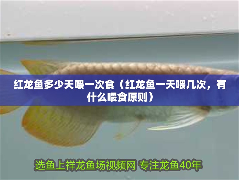 紅龍魚多少天喂一次食（紅龍魚一天喂幾次，有什么喂食原則）
