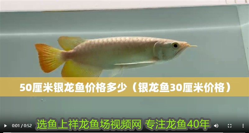 50厘米銀龍魚價格多少（銀龍魚30厘米價格）