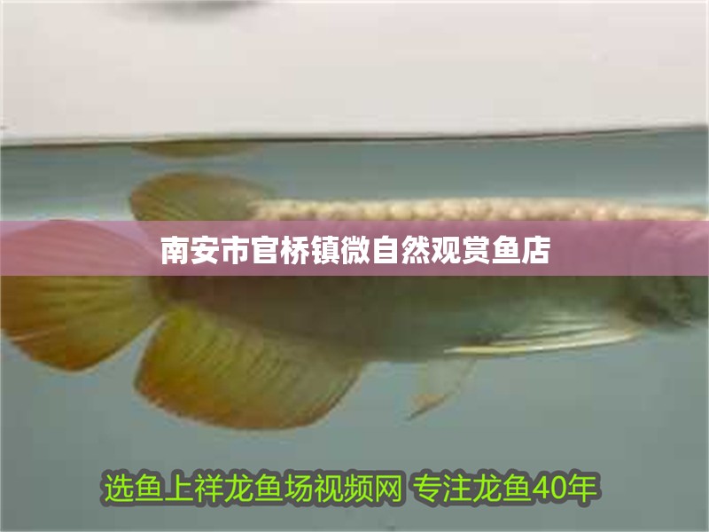 <strong><mark>南安</mark></strong>市官橋鎮(zhèn)微自然觀賞魚店