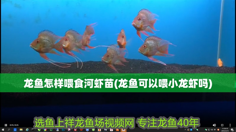 龍魚(yú)怎樣喂食河蝦苗(龍魚(yú)可以喂小龍蝦嗎) 龍魚(yú)怎樣喂食河蝦苗(龍魚(yú)可以喂小龍蝦嗎) 魚(yú)缸百科