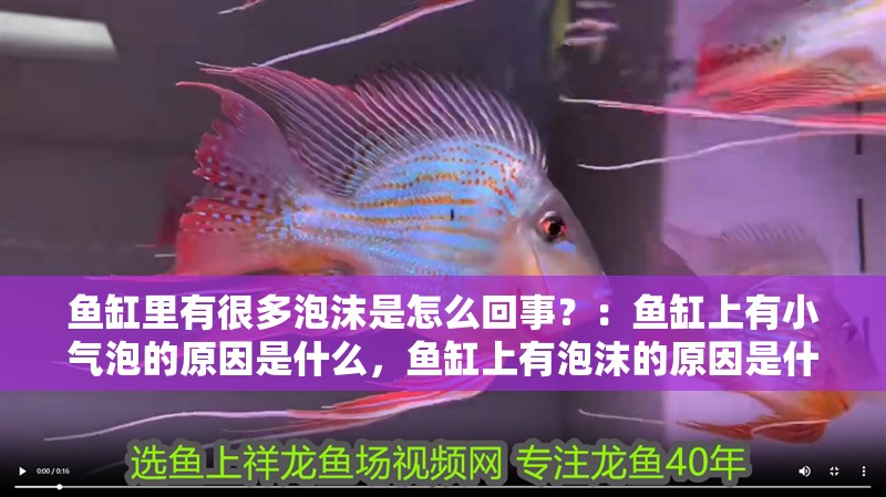 魚缸里有很多泡沫是怎么回事？：魚缸上有小氣泡的原因是什么，魚缸上有泡沫的原因是什么