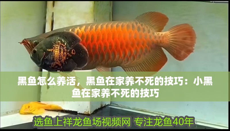 黑魚怎么養活，黑魚在家養不死的技巧：小黑魚在家養不死的技巧