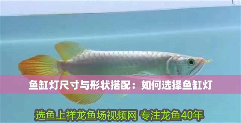 魚缸燈尺寸與形狀搭配：如何選擇魚缸燈 魚缸燈尺寸與形狀搭配：如何選擇魚缸燈 魚缸百科