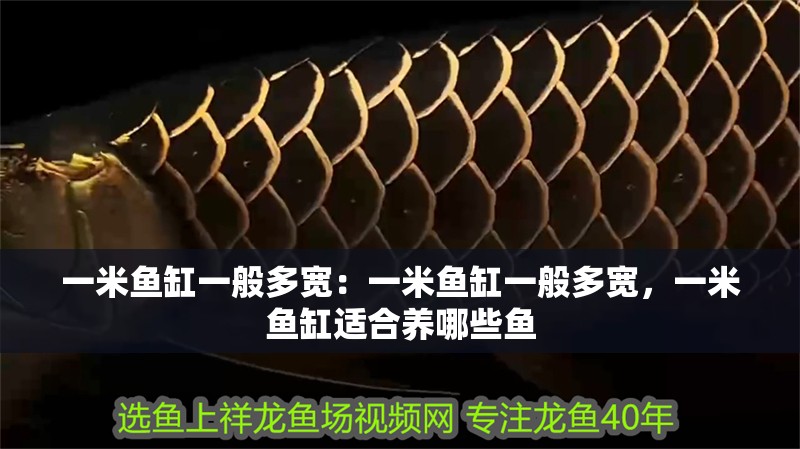 一米魚缸一般多寬：一米魚缸一般多寬，一米魚缸適合養(yǎng)哪些魚