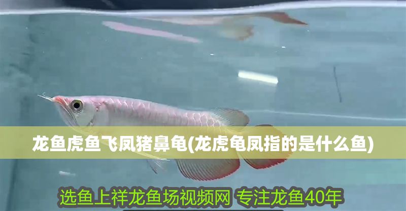 龍魚虎魚飛鳳豬鼻龜(龍虎龜鳳指的是什么魚)