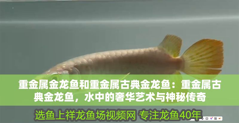 重金屬金龍魚和重金屬古典金龍魚：重金屬古典金龍魚，水中的奢華藝術與神秘傳奇