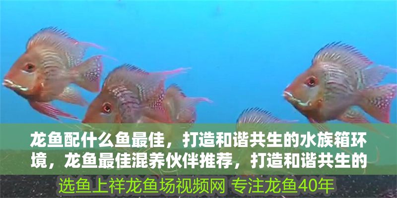 龍魚配什么魚最佳，打造和諧共生的水族箱環境，龍魚最佳混養伙伴推薦，打造和諧共生的水族箱環境