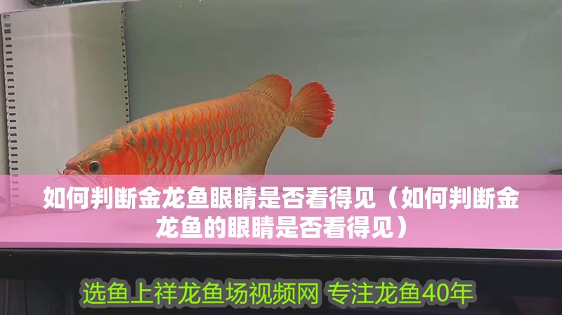 如何判斷金龍魚眼睛是否看得見（如何判斷金龍魚的眼睛是否看得見）