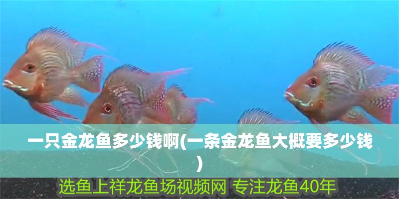 一只金龍魚多少錢啊(一條金龍魚大概要多少錢)