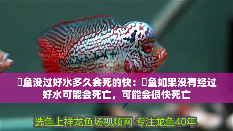 魟魚沒過好水多久會死的快：魟魚如果沒有經(jīng)過好水可能會死亡，可能會很快死亡