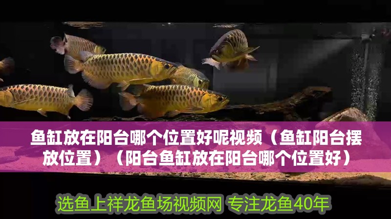 魚缸放在陽臺哪個位置好呢視頻（魚缸陽臺擺放位置）（陽臺魚缸放在陽臺哪個位置好）