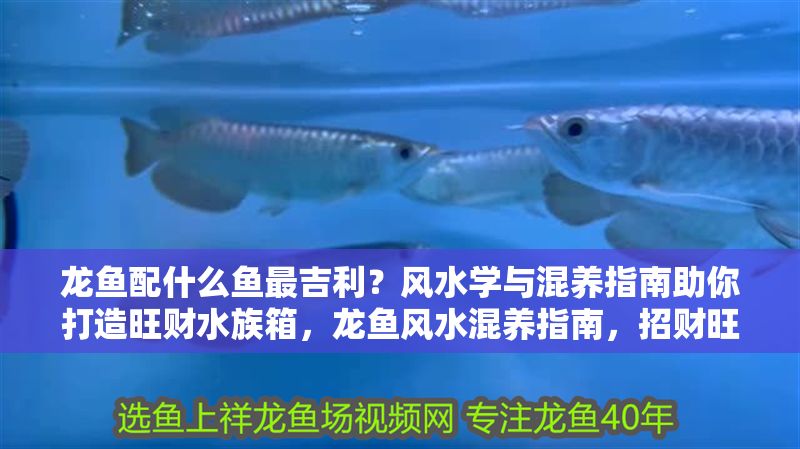 龍魚配什么魚最吉利？風水學與混養指南助你打造旺財水族箱，龍魚風水混養指南，招財旺運的吉祥搭配
