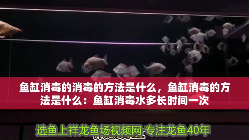 魚缸消毒的消毒的方法是什么，魚缸消毒的方法是什么：魚缸消毒水多長時間一次