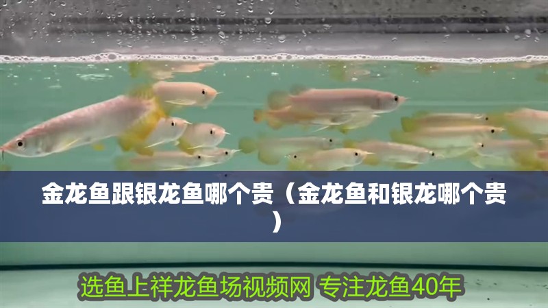 金龍魚跟銀龍魚哪個貴（金龍魚和銀龍哪個貴）