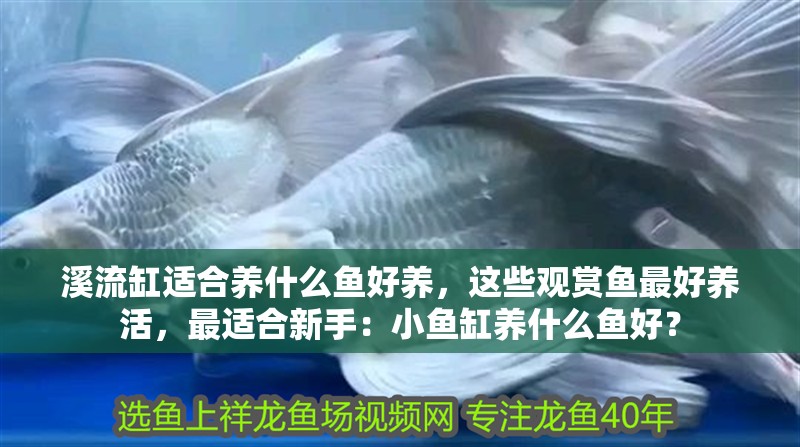 溪流缸適合養(yǎng)什么魚好養(yǎng)，這些觀賞魚最好養(yǎng)活，最適合新手：小魚缸養(yǎng)什么魚好？