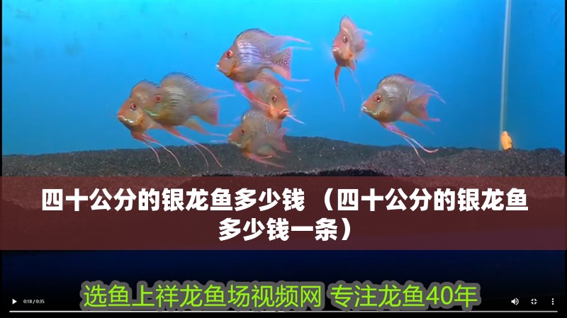 四十公分的銀龍魚多少錢 （四十公分的銀龍魚多少錢一條）