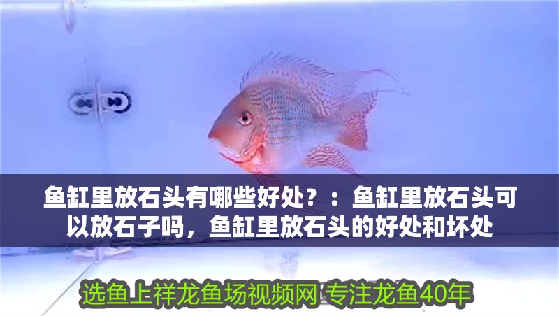 魚缸里放石頭有哪些好處？：魚缸里放石頭可以放石子嗎，魚缸里放石頭的好處和壞處