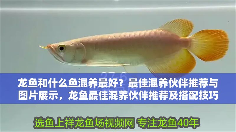 龍魚(yú)和什么魚(yú)混養(yǎng)最好？最佳混養(yǎng)伙伴推薦與圖片展示，龍魚(yú)最佳混養(yǎng)伙伴推薦及搭配技巧（附實(shí)拍展示圖）