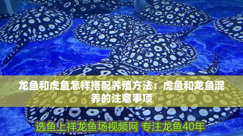 龍魚和虎魚怎樣搭配養(yǎng)殖方法：虎魚和龍魚混養(yǎng)的注意事項
